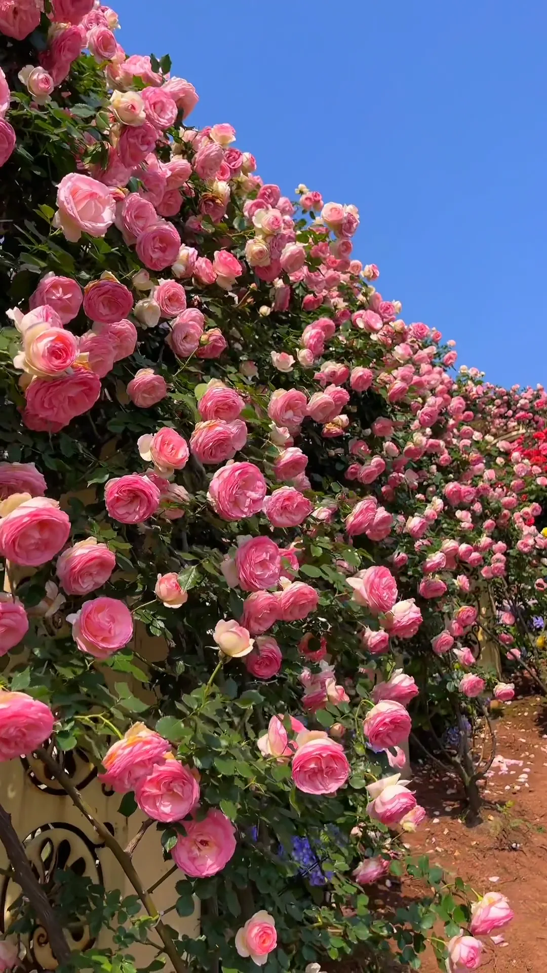 Pure Real Nature